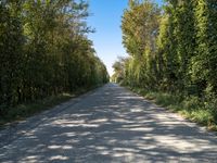 Rural Holland Landscape: Green Fields and Peaceful Roads