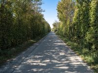 Rural Holland: A Road Surrounded by Agriculture