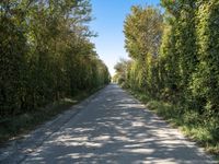 Rural Holland: A Road Surrounded by Agriculture