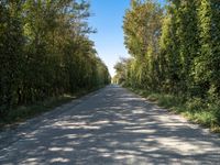 Rural Holland: A Road Surrounded by Agriculture