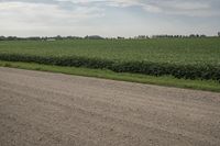 a person riding a bike down a dirt road near a corn field in the background
