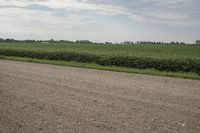a person riding a bike down a dirt road near a corn field in the background