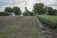 Rural Iowa Scene: Grass Fields Bancroft 001