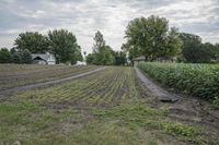 Rural Iowa Scene: Grass Fields - Bancroft 002