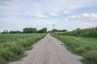 an empty dirt road near corn fields and a telephone tower in the distance, in a rural landscape