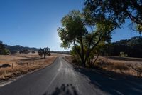 the shadow of a person walks down the road by a tree and a field with dry grass