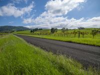 Rural Landscape: Asphalt Road through a Farm Field