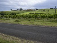 an asphalt road on the side of a green hillside near a building on a hill covered with grape vines