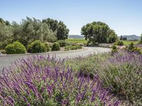 Rural Landscape of California: Low Vegetation and Nature