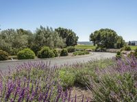 Rural Landscape of California: Low Vegetation and Nature