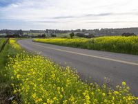 a street runs beside tall grass and yellow flowers on the side of it against a blue sky