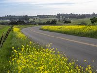 a street runs beside tall grass and yellow flowers on the side of it against a blue sky