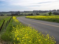 a street runs beside tall grass and yellow flowers on the side of it against a blue sky