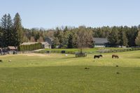 this is an image of there is a park with many different animals on it and animals in the park