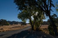 the sun shines through some trees on a rural road at dusk time by a dry grass field