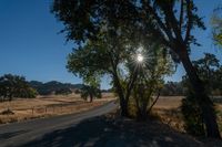 the sun shines through some trees on a rural road at dusk time by a dry grass field