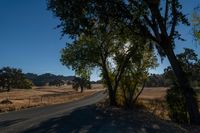 a road running through the middle of a field with large trees in front of it