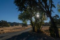 a road running through the middle of a field with large trees in front of it