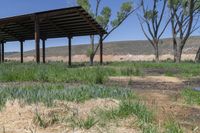 a gazebo is seen on the grass of a ranch land near trees and dirt