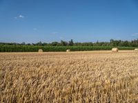 a field with bales and corn in the distance is a line of trees and fields