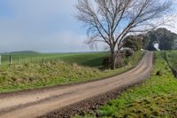 a dirt road next to a field and a tree on the side of the road