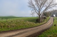 a dirt road next to a field and a tree on the side of the road