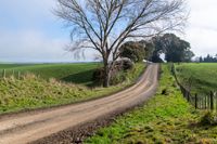 a dirt road next to a field and a tree on the side of the road