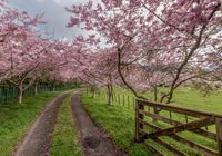 Rural Landscape with Curving Road and Grove of Trees