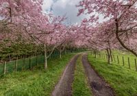 Rural Landscape with Curving Road and Grove of Trees