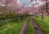 Rural Landscape with Curving Road and Grove of Trees