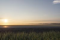 a field with tall grass and a lone horse at sunset on it's side