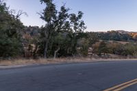 Rural Landscape at Dawn with Road and Trees