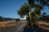 an empty road passing through dry grass fields and trees as the sun shines on the horizon