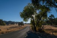 an empty road passing through dry grass fields and trees as the sun shines on the horizon