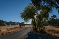 an empty road passing through dry grass fields and trees as the sun shines on the horizon