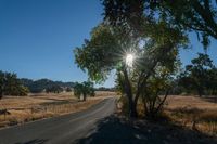 an empty road passing through dry grass fields and trees as the sun shines on the horizon