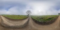 a dirt track and grass with a single tree in the middle of the road and a sky background