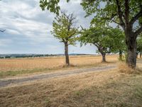 a dirt road is running between some trees in the grass in a field near the water