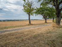 a dirt road is running between some trees in the grass in a field near the water