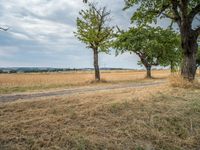 a dirt road is running between some trees in the grass in a field near the water