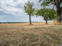 a dirt road is running between some trees in the grass in a field near the water