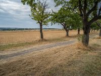 a dirt road is running between some trees in the grass in a field near the water