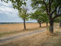 a dirt road is running between some trees in the grass in a field near the water