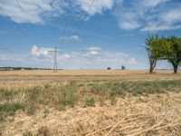 a dirt road is running between some trees in the grass in a field near the water