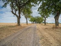 a dirt road is running between some trees in the grass in a field near the water