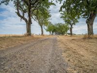 a dirt road is running between some trees in the grass in a field near the water