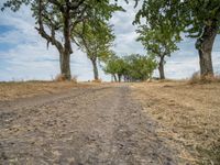 a dirt road is running between some trees in the grass in a field near the water