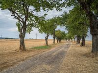 a dirt road is running between some trees in the grass in a field near the water