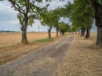 a dirt road is running between some trees in the grass in a field near the water