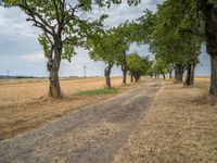 a dirt road is running between some trees in the grass in a field near the water